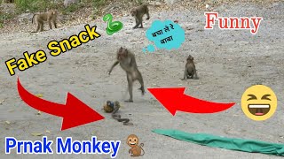 Fake Snake Prank Monkeys 2021 | Monkey prank videos | dog Prank video | fake snake prank videos