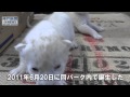 「ホワイトライオン」の赤ちゃん誕生 姫路