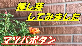 【花】マツバボタン(ミックス)の育て方・摘芯と挿し芽