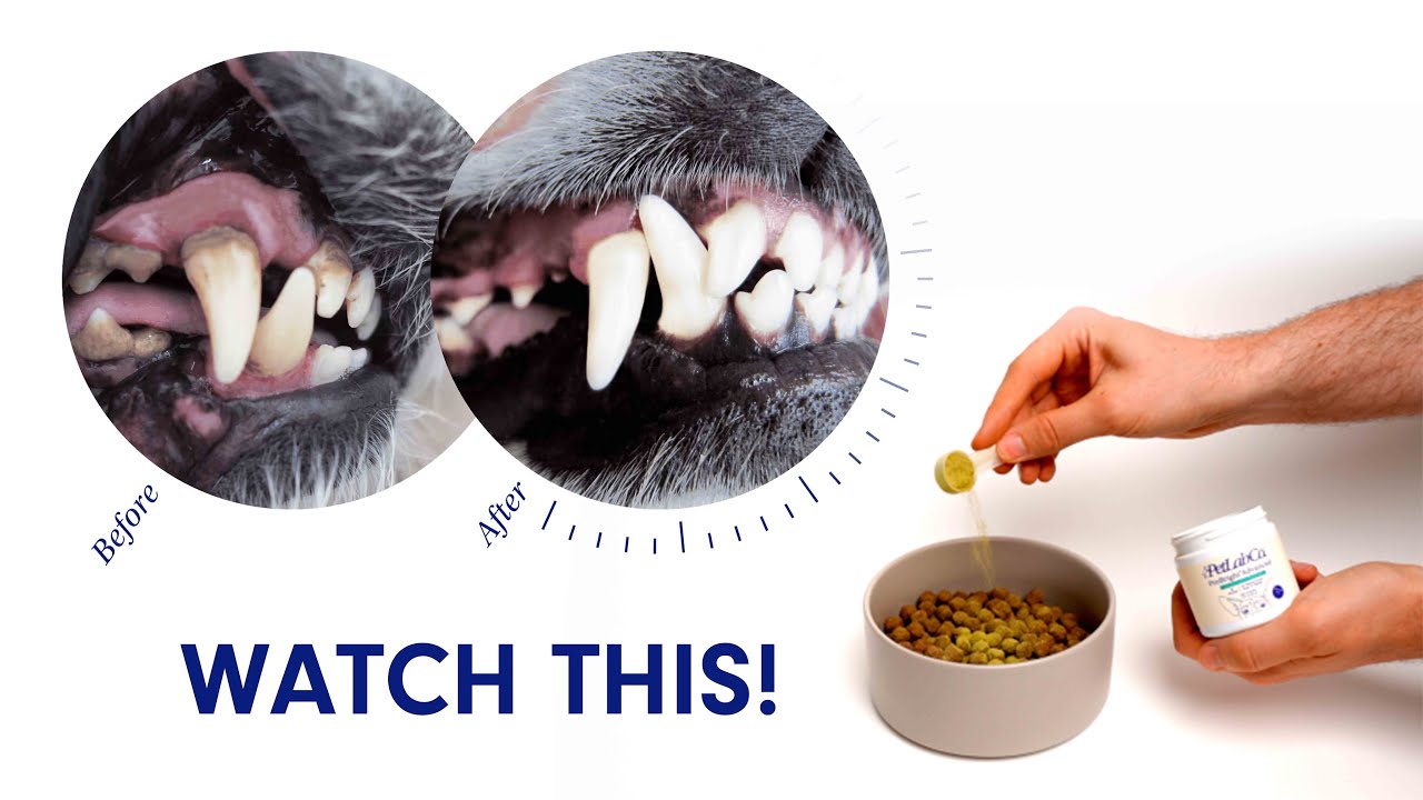 Watch this BEFORE buying PetLab Co.’s ProBright Dental Powder For Dogs