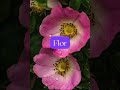 Spanish Plants | Plantas