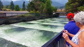 Bonneville Dam #2 Fish Ladder #1 - August 11, 2017 - Travels With Phil - Unedited