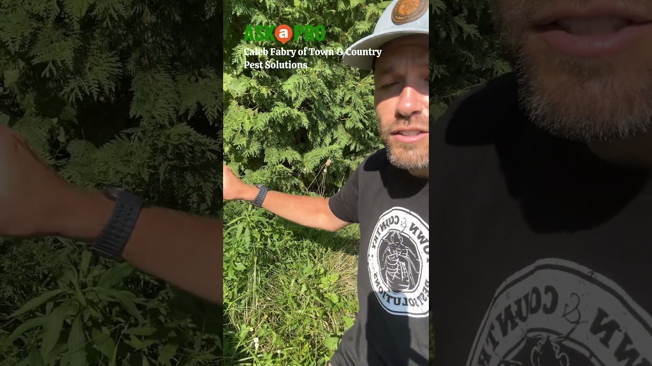 How To Get Rid of Lubber Grasshoppers 