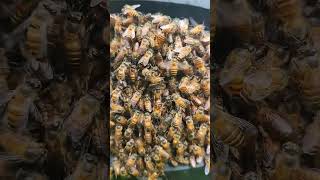 The Bee ( Para Lebah) #macrovideography #animals #nature #bee #lebah #annahl