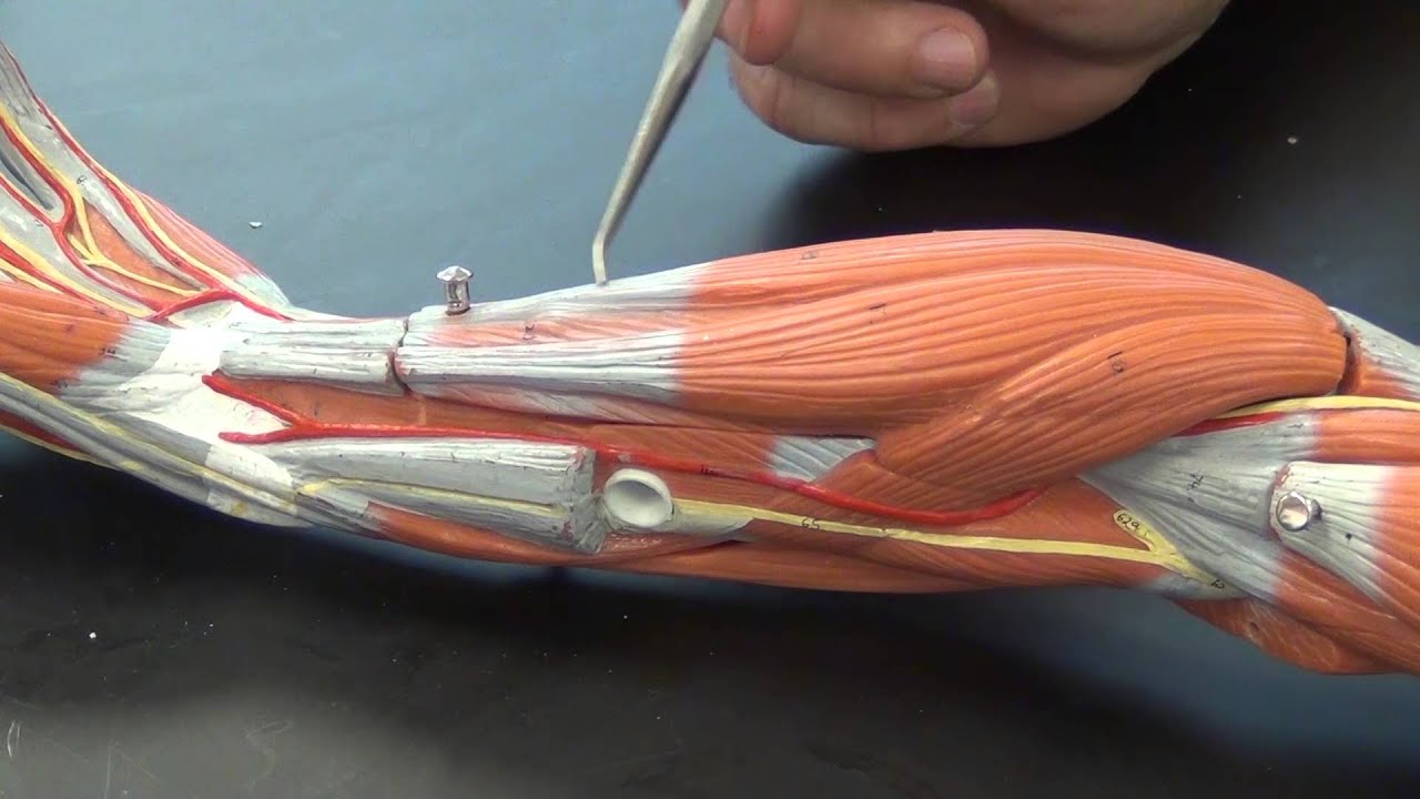 Muscles Of The Forearm Youtube