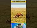 Aggressive behavior of mother animals toward their babies