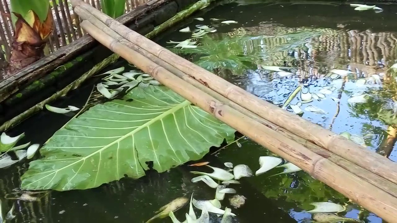 budidaya ikan gurameh dengan daun talas 