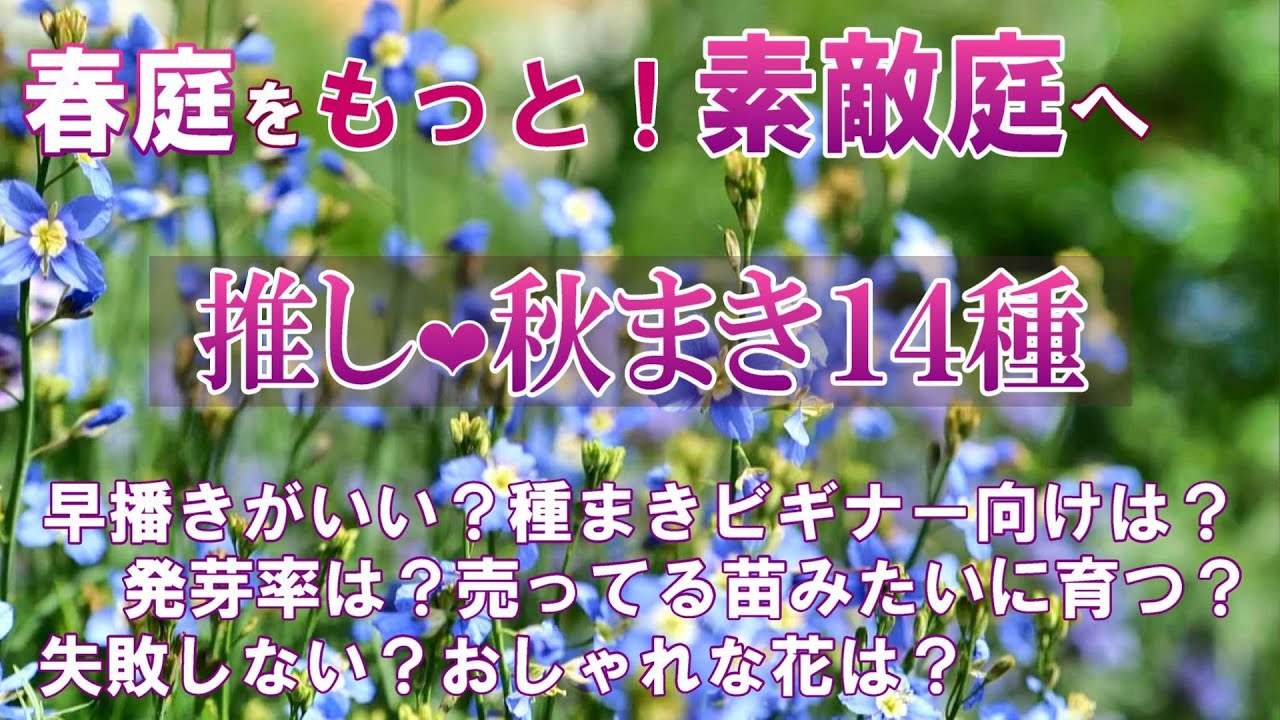 【秋の種まき１４選・青花多め】安心発芽のコツ*春のかわいい花は種をまこう｜ガーデニング