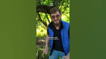 Как защитить деревья от насекомых?🐛 #сад #дача #огород #деревья #насекомые #огород #дачник #лайфхак