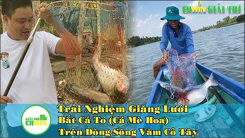 Giăng Lưới Bắt Cá To (Cá Mè Hoa) Trên Dòng Sông Vàm Cỏ Tây | CRWIN GIẢI TRÍ