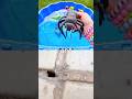 Bug Insect Names | Kids Learn with Toys: Ant Snail Mosquito Millipede Dragonfly