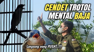 Begini cara cetak Anakan CENDET dari NOL agar GACOR bermental BAJA‼️
