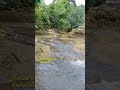 Serene River Flow & Tropical Birdsong 🌿 #naturesounds #tropicalnaturesounds #relaxingvideo #nature
