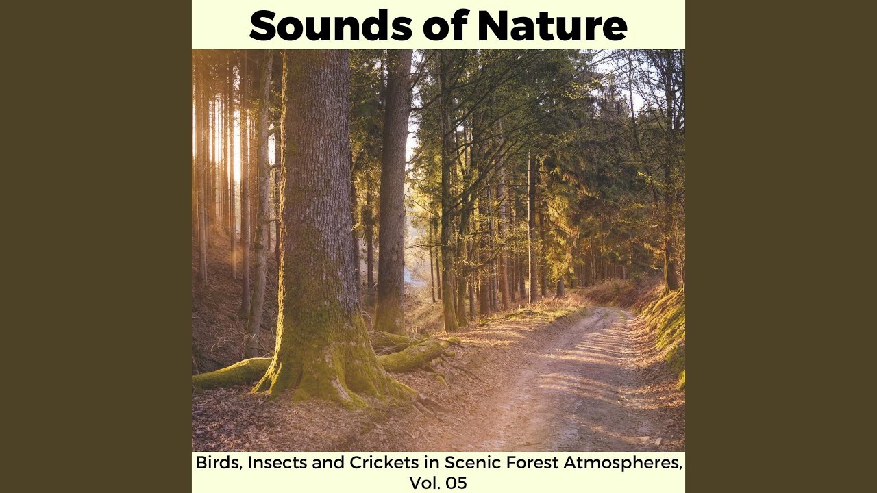 Tropical Bird Chirps at Dawn