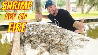 CATCHING 5 GALLONS OF SHRIMP QUICK! - Castnetting a Limit Of Shrimp In An Hour DAYTONA BEACH