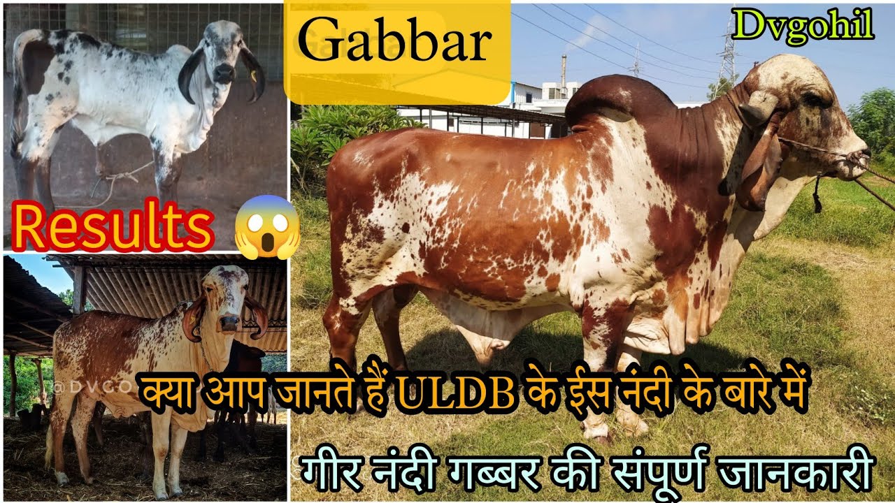 Uldb Gir Bull List