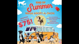 End of Summer $75 Mega Adopt-a-Thon!