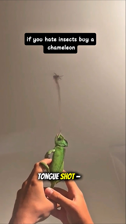 When Your Chameleon Takes His Job Seriously ✅