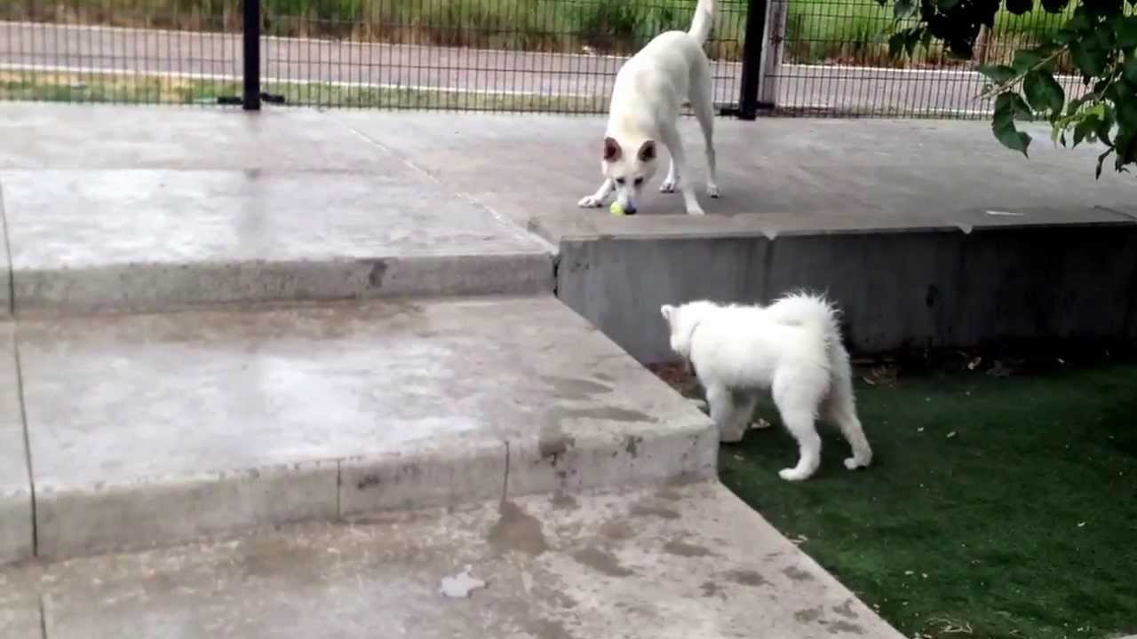 Samoyed Puppy And White Shepard Slip Around In The Rain Youtube