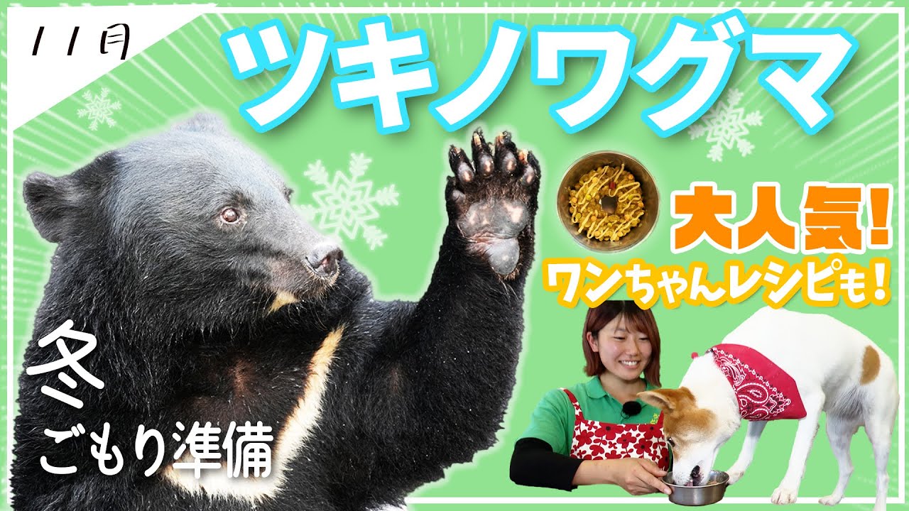 ツキノワグマ】癒されまくりな宇都宮動物園のクーコに会いに行こう