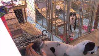 Annie visiting Walter arena kennel b4 mail call 5252017