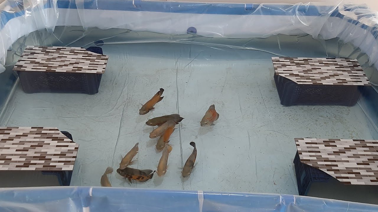 ASTRONOT BALIĞI ÜRETİMİ