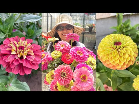 Video: Zinnia Graceful (29 Fotos): Beskrivelse, Sorter Af Zinnia Graceful Dahlia, Midget Og Andre