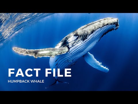 Facts about the Humpback Whale