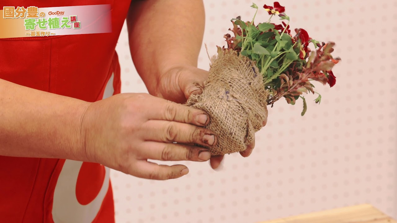 寄せ植えマイスター國分豊による寄せ植え講座3 ～苔玉つくり～ - YouTube