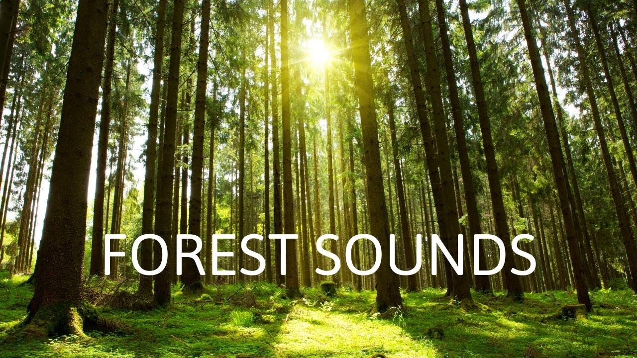 Forest Sounds | Morning birdsong and Nature Sounds to Relax - YouTube