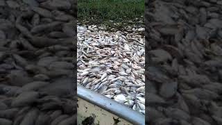 Alarmante mortandad de peces en Presidente Hayes