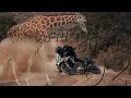Grosse chute en off road  on croise des girafes   blkmrkt afrique du sud  episode 02 