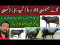 How to become a successful dairy farmerbuffalo farming in pakistanbusiness ideas ahsan ayaz559