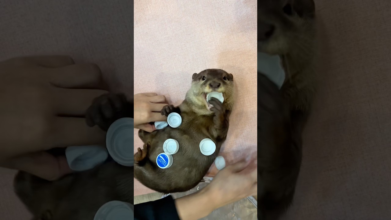 大忙しのカワウソまろみ #shorts
