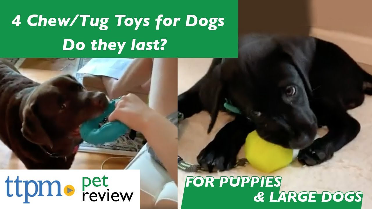 wacky paws pet sling