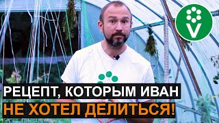 СЕКРЕТНЫЙ СПОСОБ борьбы с вредителями в теплице. Никому о нем не рассказывайте!