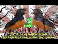 SUARA PIKAT ASLI MURAI BATU HUTAN 🔴 1 JAM - MP3