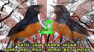 SUARA PIKAT ASLI MURAI BATU HUTAN 🔴 1 JAM - MP3