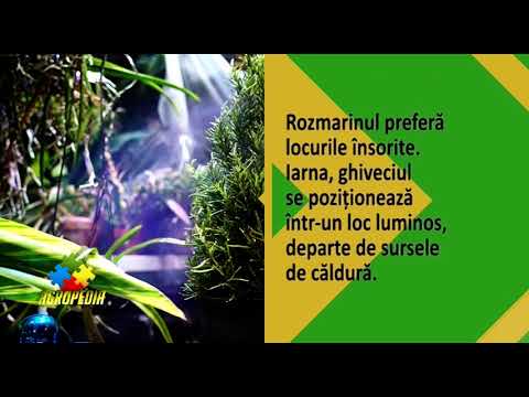 Video: Buzulnik Dințat (34 Fotografii): Plantare și îngrijire în Câmp Deschis, 