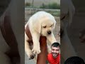 a baby cute dogs || #maliindrajit #education #animallovers #doglife #dogshorts #doglove