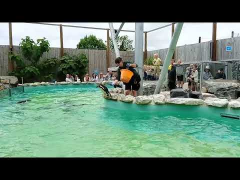 Penguin feeding time Woodside Wildlife Park Lincoln