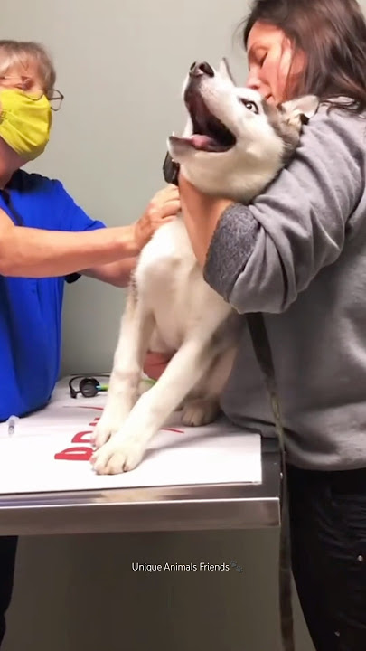 Vet visit😂🐕 Part 2 | Funny Dogs | Funny Animals Videos #funny #pets #animals #shorts #dog