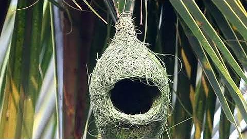 Bird Nest Building of Engineers,Amazing Tailoring Of Tailor Bird,Rufous Hornero Nest Building Design