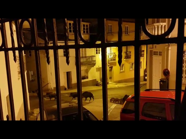 Una piara de jabalíes atraviesa el barrio Ferrolano de A Graña