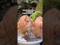 Glass stomach cat savior! Capture C36 cat food: fresh meat sandwich + black hair removal technolo...