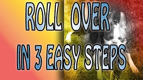 how to train a dog to roll over IN 3 EASY STEPS to follow in 360 VR