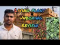 Living plants unboxing from pune  living plants unboxing  plants unboxing  net pot plants