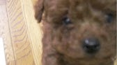 子犬 鳴き声 トイプードル 子犬 鳴き声 トイプードル