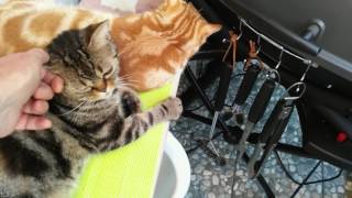 КОТАМ ВСЁ МОЖНО-АМЕРИКАНСКИЕ КОРОТКОШЕРСТНЫЕ КОТАМ ВСЁ МОЖНО-АМЕРИКАНСКИЕ КОРОТКОШЕРСТНЫЕ