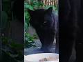 食べていいの? 野良猫やまと君 lucky Black stray CAT #straycat #のら猫 #野良猫 #猫動画 #地域猫 #さくらねこ #流浪貓 #流浪猫
